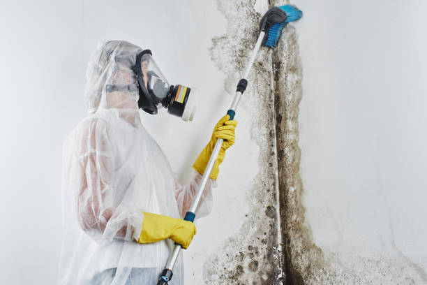 Best Commercial Mold Remediation in Zillah, WA