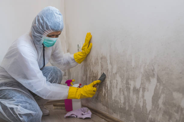 Best Bathroom Mold Remediation in Zillah, WA