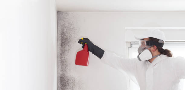 Best Mold Remediation for Schools in Zillah, WA