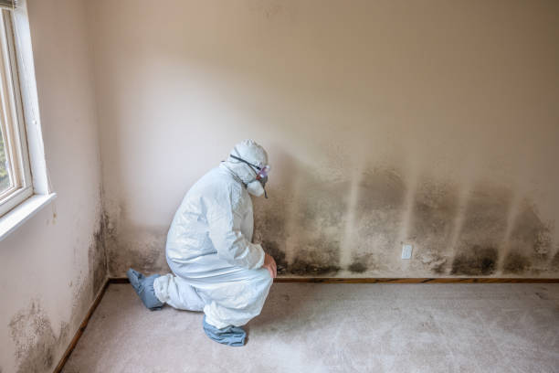 Best DIY Mold Remediation Support Services in Zillah, WA