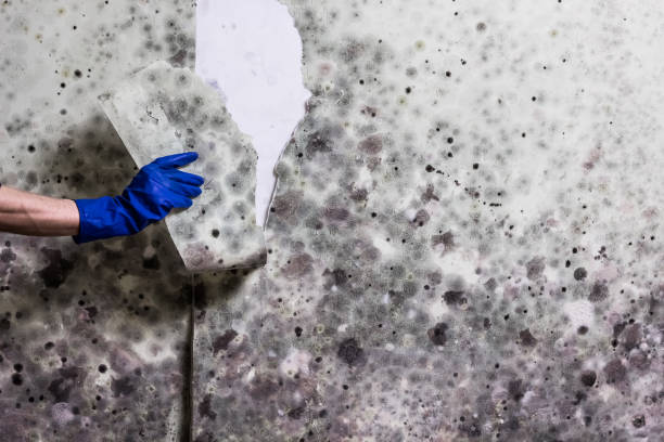 Best Localized Mold Remediation (e.g., coastal areas, humid climates) in Zillah, WA