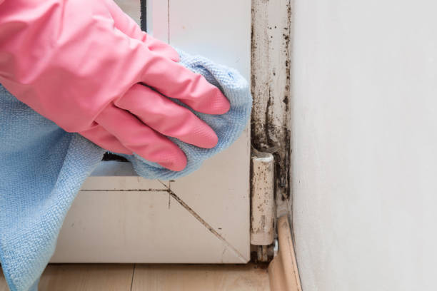 Best Bathroom Mold Remediation in Zillah, WA
