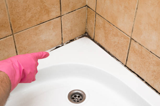 Best Insurance-Related Mold Remediation in Zillah, WA